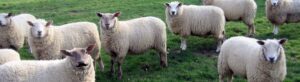 cropped-sheep-on-farm-in-grass-field-on-sunny-march-day-at-neals-farm-checkendon-oxfordshire-england-3-dhd-0011