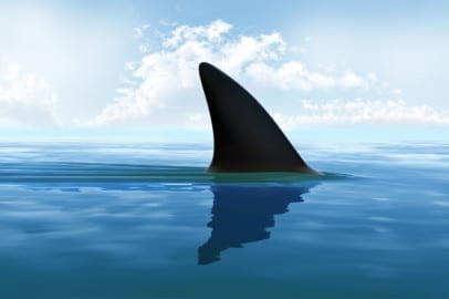 sharkfin.jpg